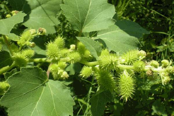 Xanthium inaequilaterum